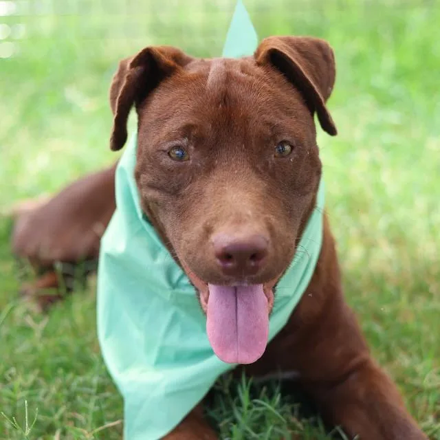 A young medium-sized female American Staffordshire Terrier dog named Dojo for adoption in San Antonio, TX