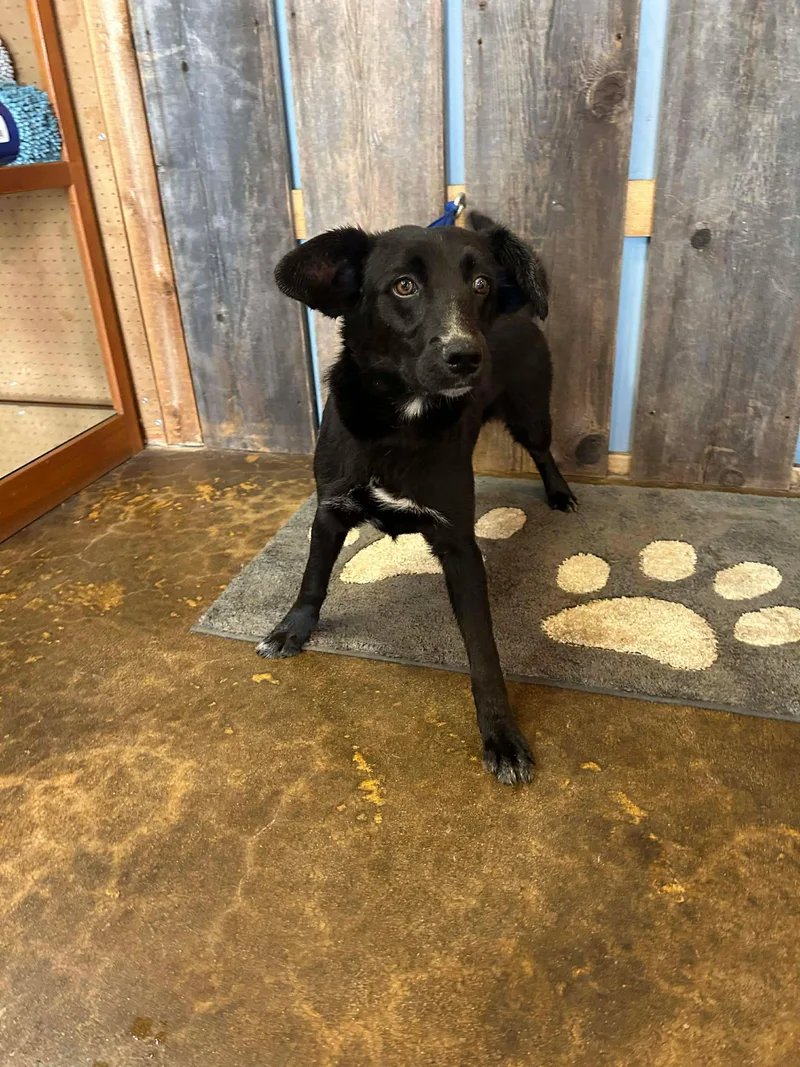 Duke   $ thumbnail 2