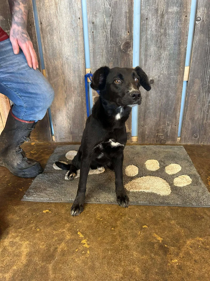 A young medium-sized male Catahoula Leopard Dog dog named Duke   $ for adoption in Milwaukee, WI