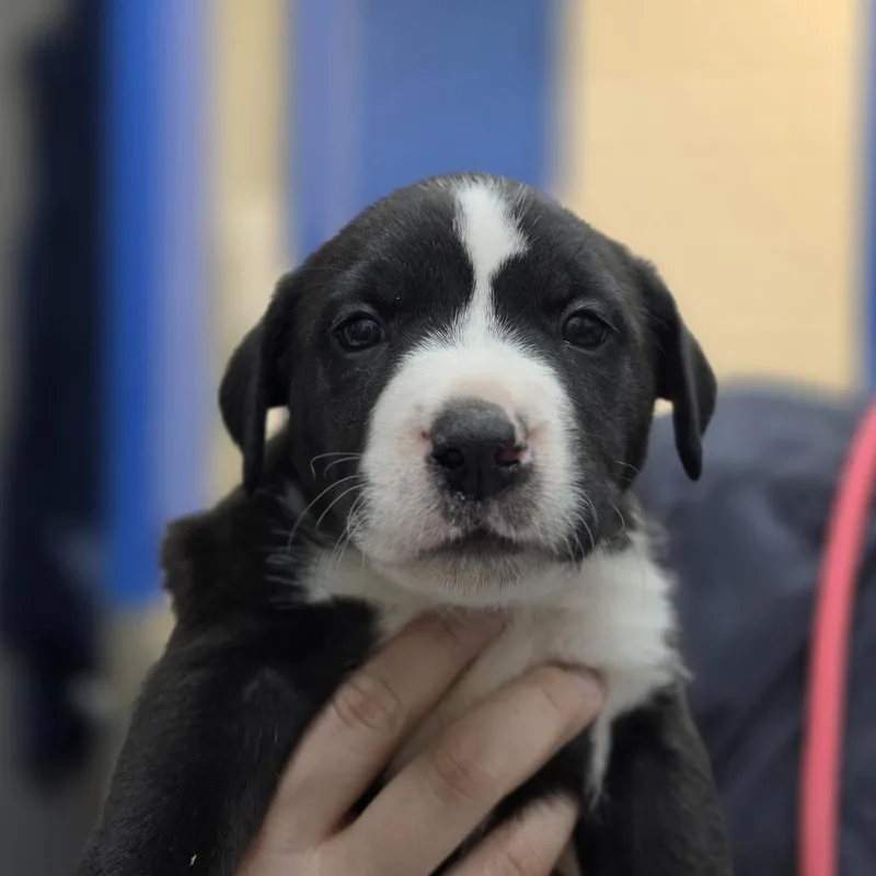 A baby medium-sized female Black Mixed Breed dog named Serena for adoption in Huntsville, AL