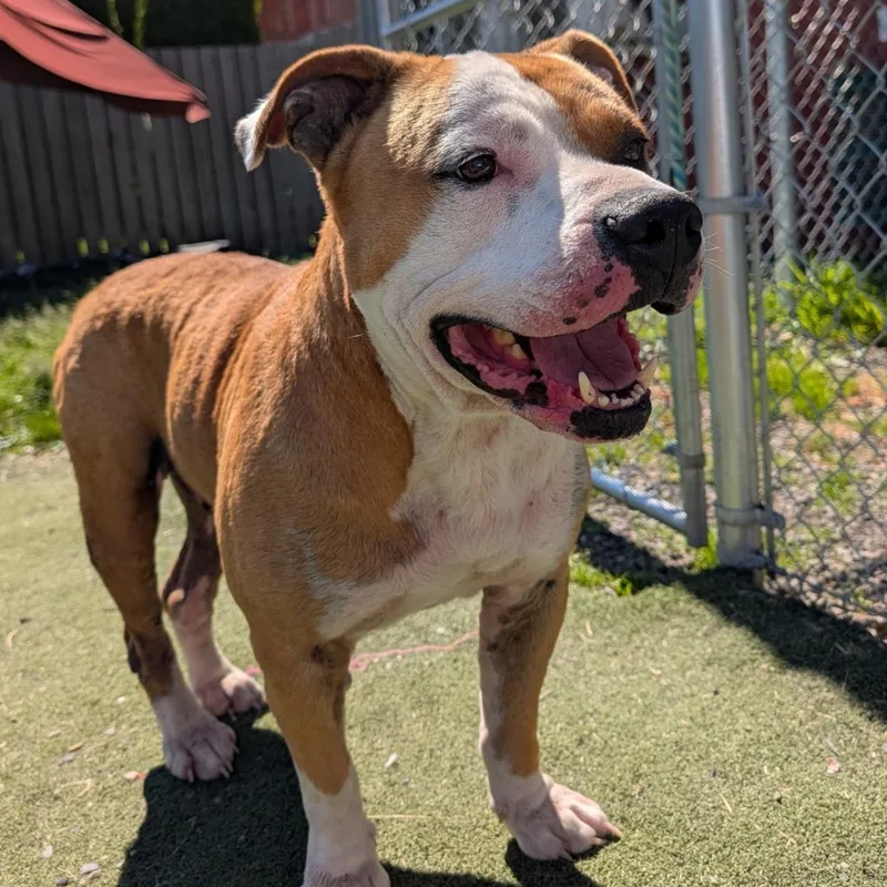 A senior large-sized male Pit Bull Terrier dog named Blaze for adoption in Aberdeen, WA