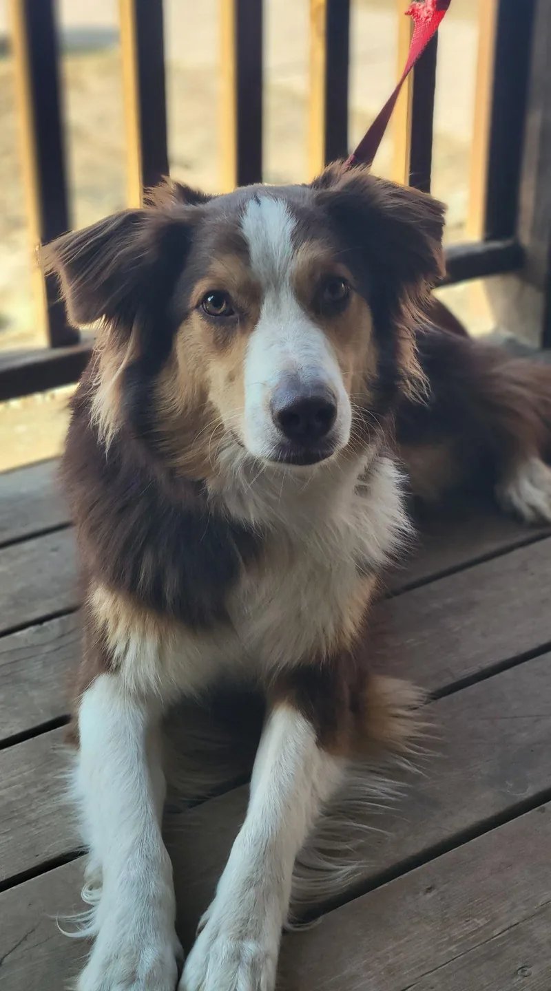 A young medium-sized male Australian Shepherd dog named Otto for adoption in Elk River, MN