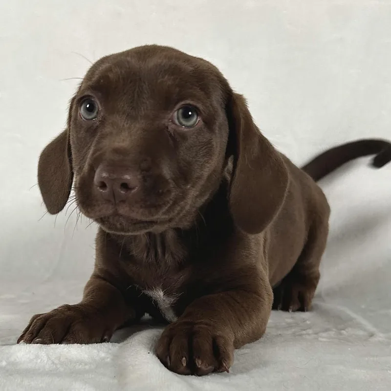 A baby small-sized female Brown / Chocolate Mixed Breed dog named Dottie for adoption in Johnson City, TN