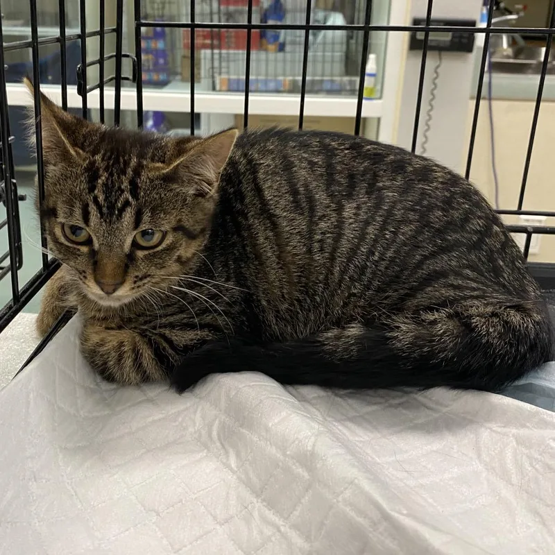 A baby small-sized female Brown / Chocolate Domestic Short Hair cat named WAGSStray for adoption in Westminster, CA