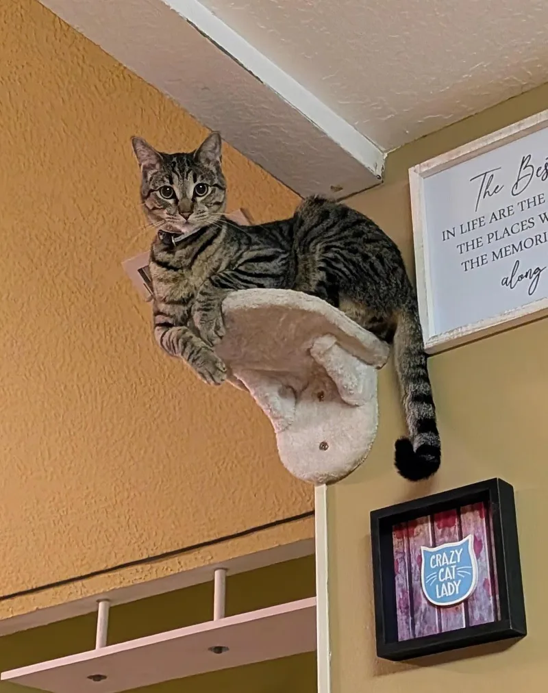A baby medium-sized male Tabby cat named Fred for adoption in MONTGOMERY, TX
