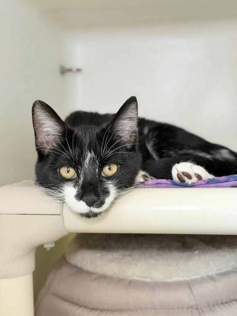 A baby medium-sized male Domestic Short Hair cat named Rapala for adoption in Menomonie, WI