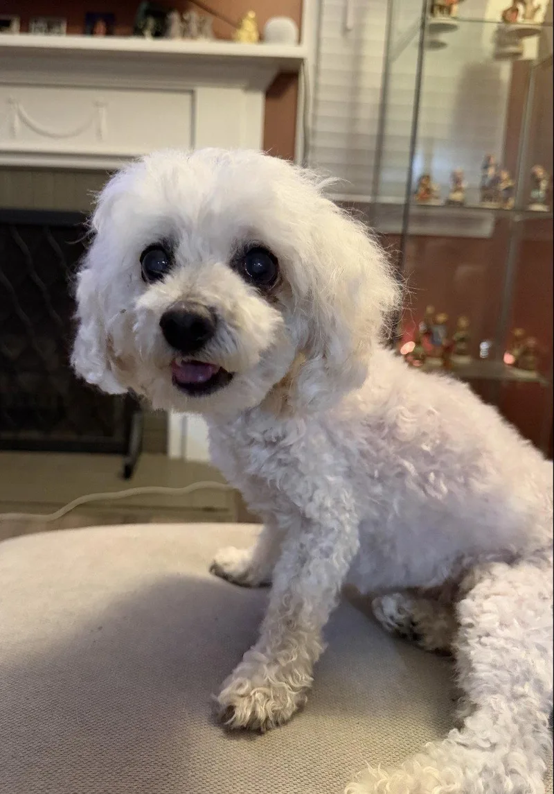 A senior small-sized female Poodle dog named Katie for adoption in Cuyahoga Falls, OH