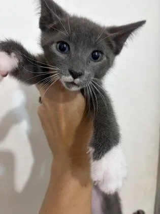 A young medium-sized male Gray & White Domestic Short Hair cat named Yuengling for adoption in Key West, FL