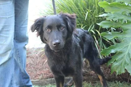 A baby medium-sized female Spaniel dog named Bubbles for adoption in Brunswick, GA