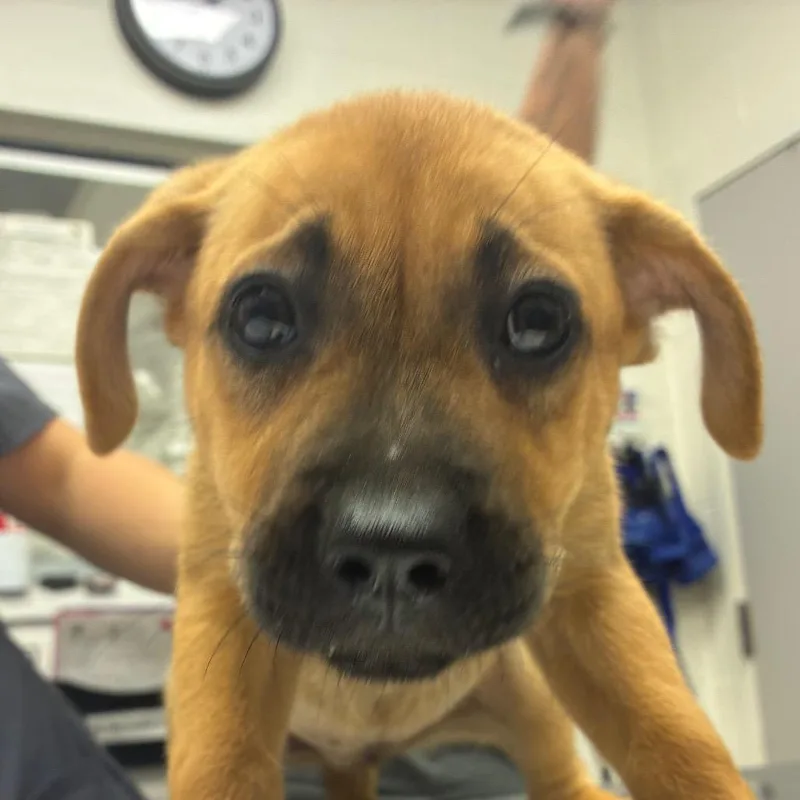 A baby small-sized female Yellow / Tan / Blond / Fawn Terrier dog named Glorious for adoption in Corpus Christi, TX