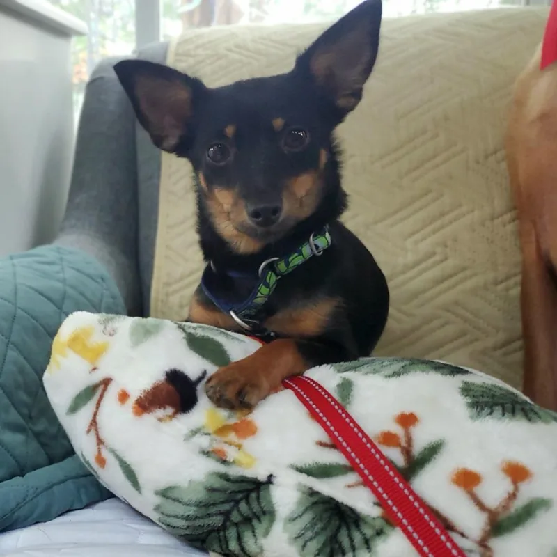 An adult small-sized female Yellow / Tan / Blond / Fawn Mixed Breed dog named Daisy for adoption in Fredericksburg, VA