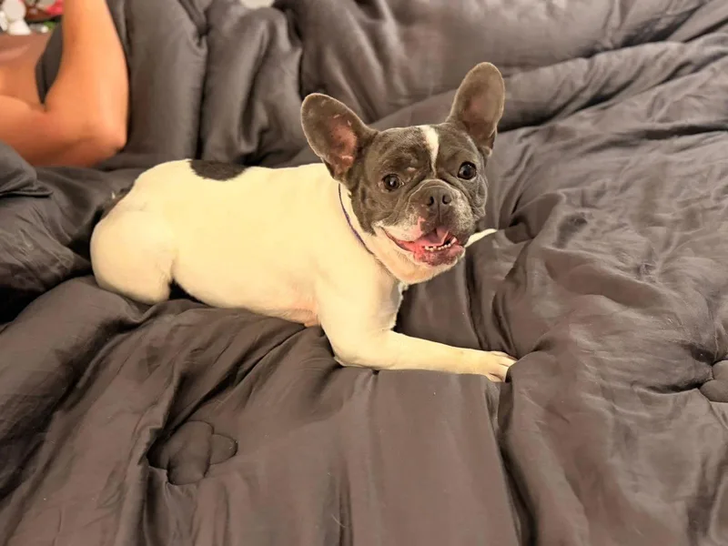 Princess thumbnail 3