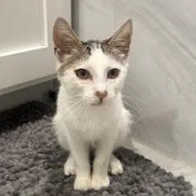 A baby small-sized male Brown / Chocolate Domestic Short Hair cat named Tobias for adoption in Los Angeles, CA