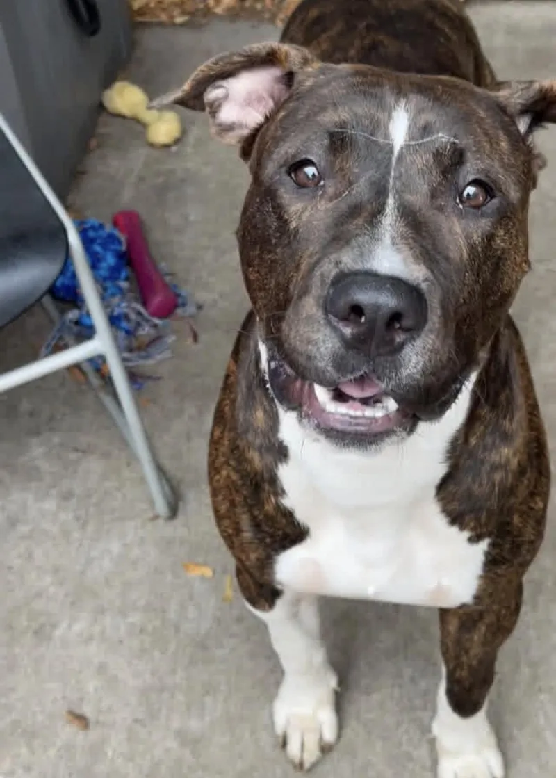 A young medium-sized male Brindle Pit Bull Terrier dog named Rhaegal for adoption in Chicago, IL