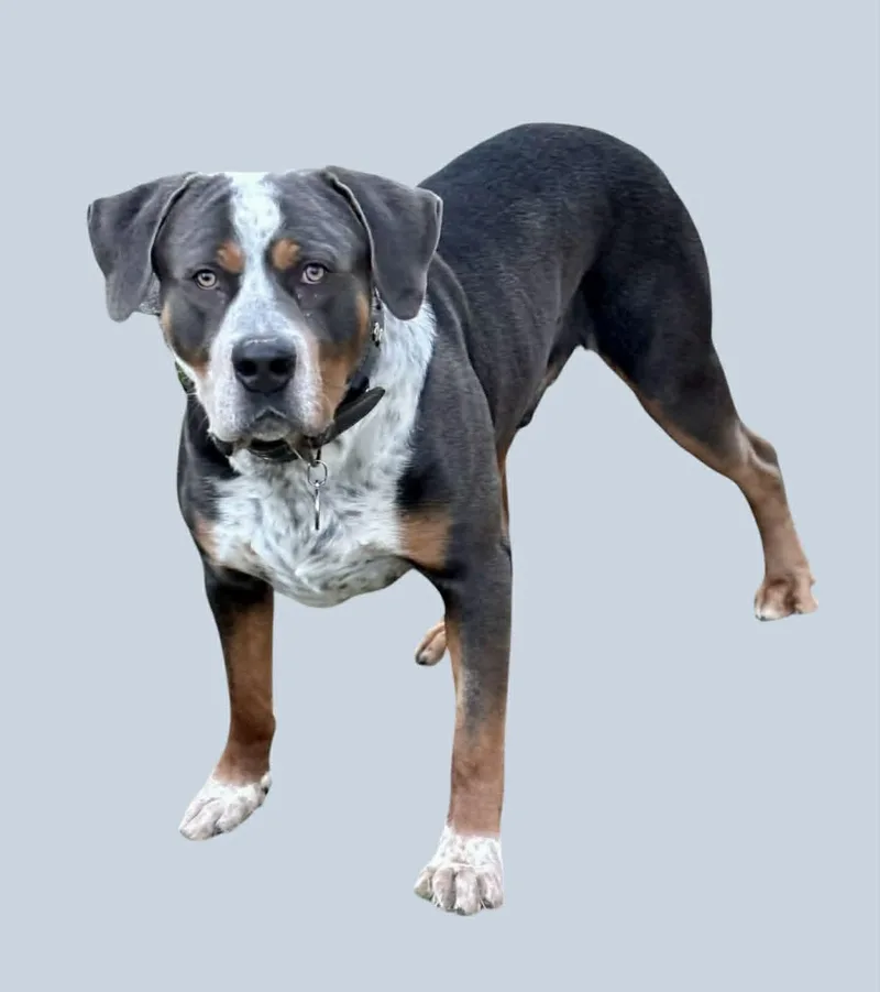 A young large-sized male Greater Swiss Mountain Dog dog named Sprout for adoption in Yonkers, NY