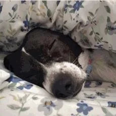 A young small-sized female Black Chihuahua dog named Peanut for adoption in Marina Del Rey, CA