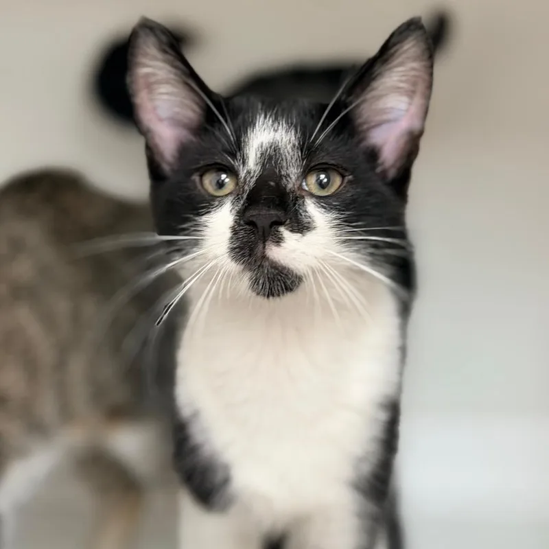 A baby small-sized male Black Domestic Short Hair cat named MooMoo for adoption in Champaign, IL
