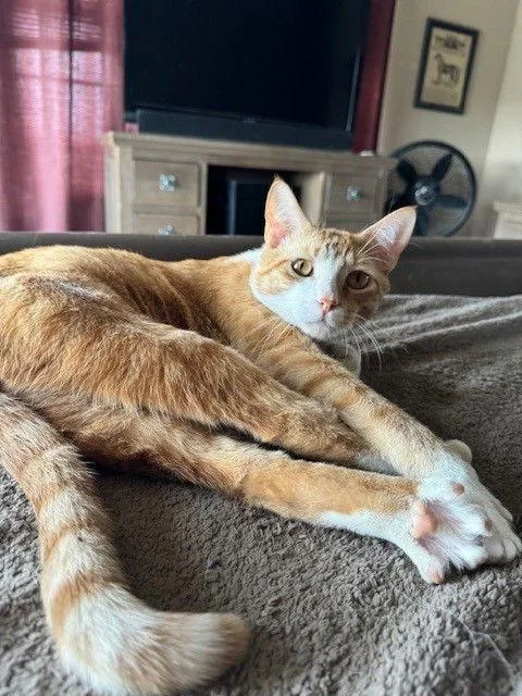 An adult small-sized male Domestic Short Hair cat named Phoenix for adoption in Mesquite, TX
