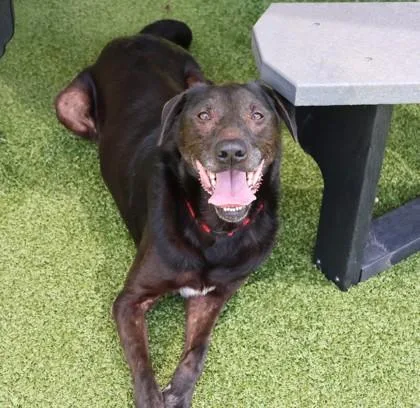 A senior large-sized male Mixed Breed dog named Jace for adoption in Athens, GA