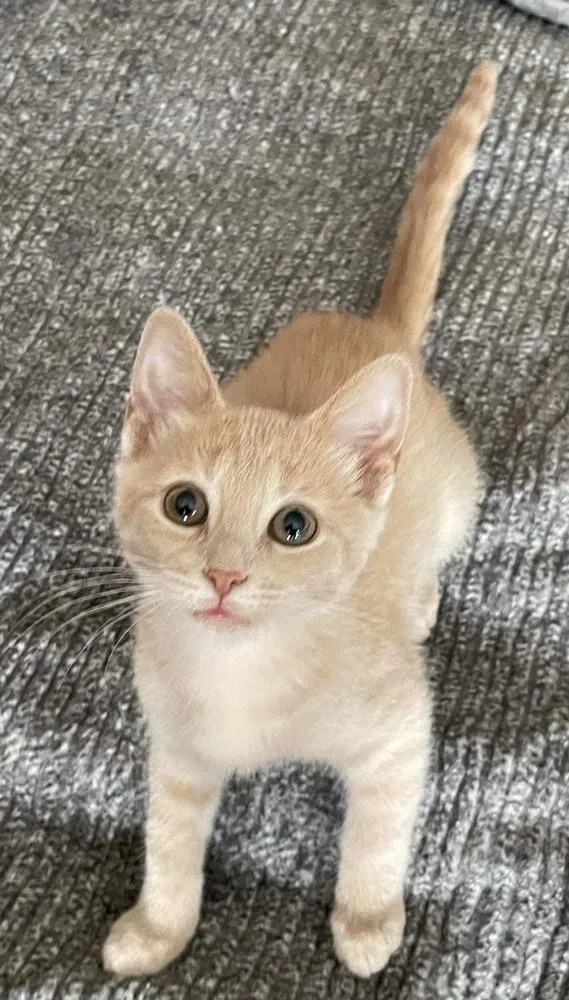 A baby small-sized female Domestic Short Hair cat named Sam for adoption in Chicago, IL