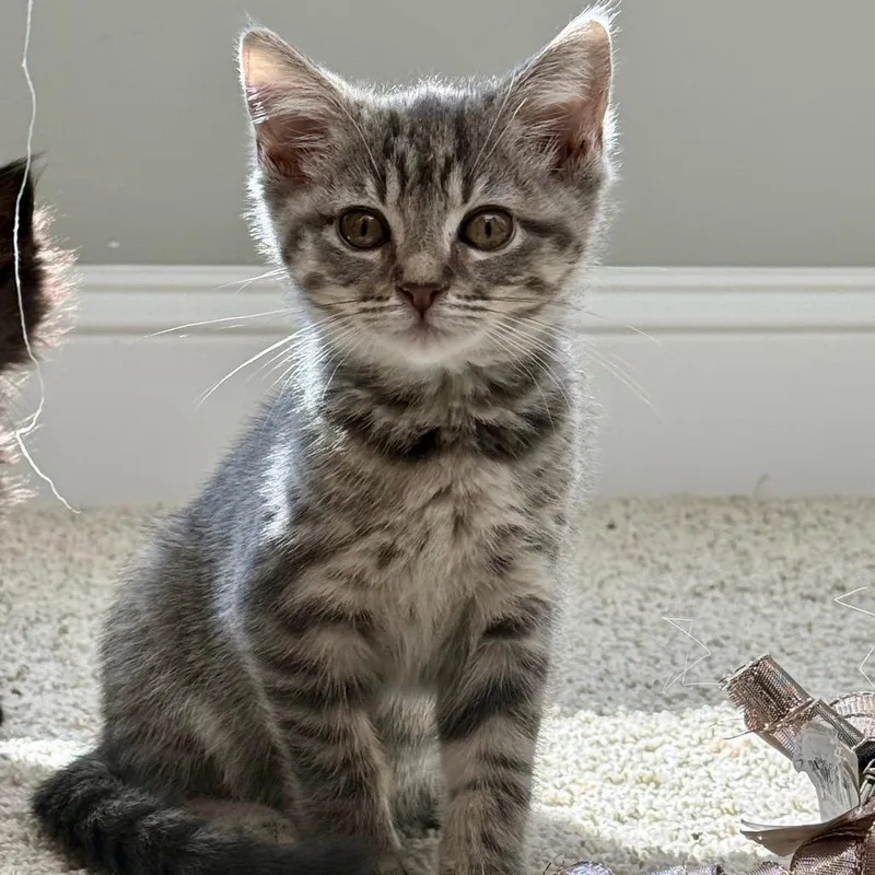 A baby small-sized female Gray / Blue / Silver Domestic Short Hair cat named Pinkie for adoption in Brownsboro, AL