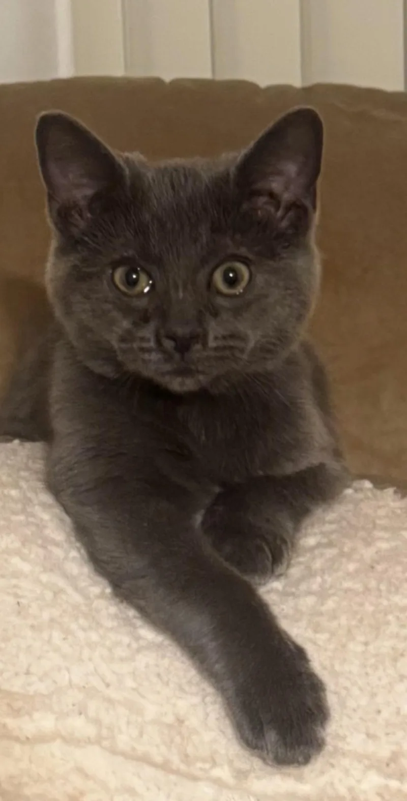 A young medium-sized male Russian Blue cat named Lewis Urgent for adoption in Ypsilanti, MI