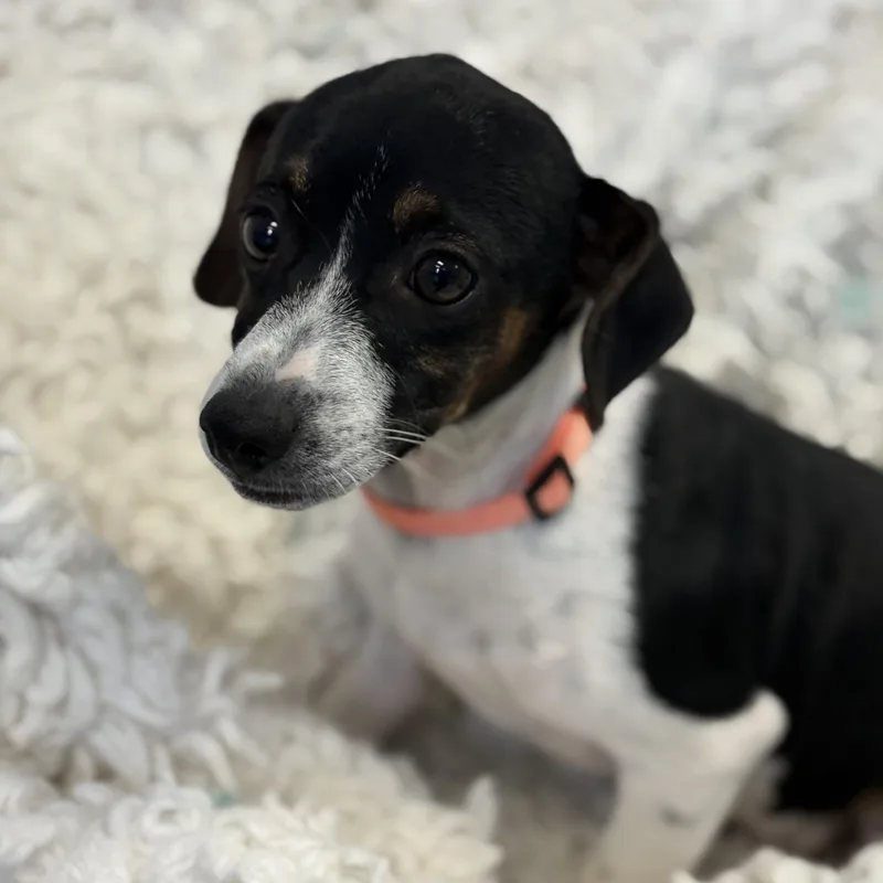 A baby small-sized male Tricolor (Brown, Black, & White) Chiweenie dog named Koopa for adoption in Bardstown, KY