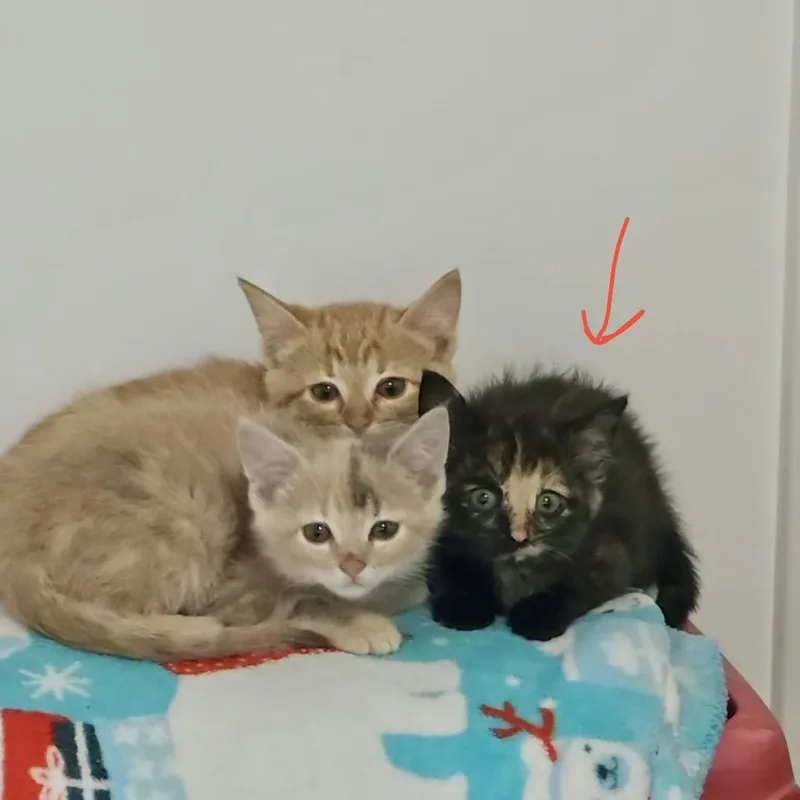 A baby small-sized female Tortoiseshell Domestic Short Hair cat named Pepper for adoption in Park Falls, WI