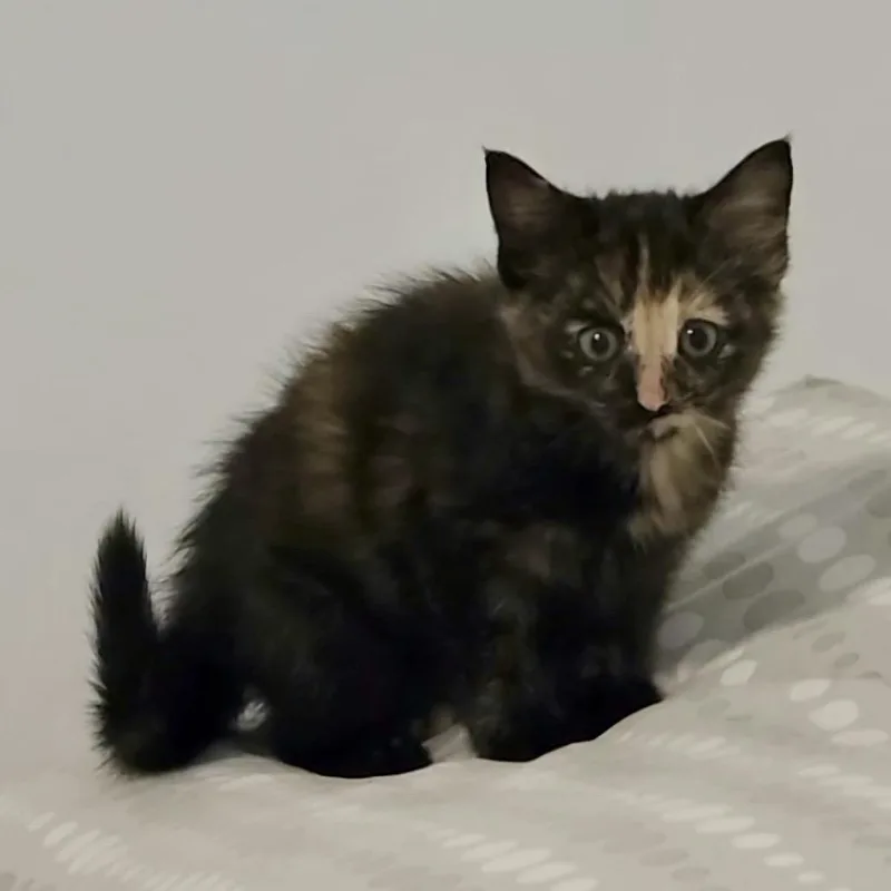 Pepper thumbnail 2