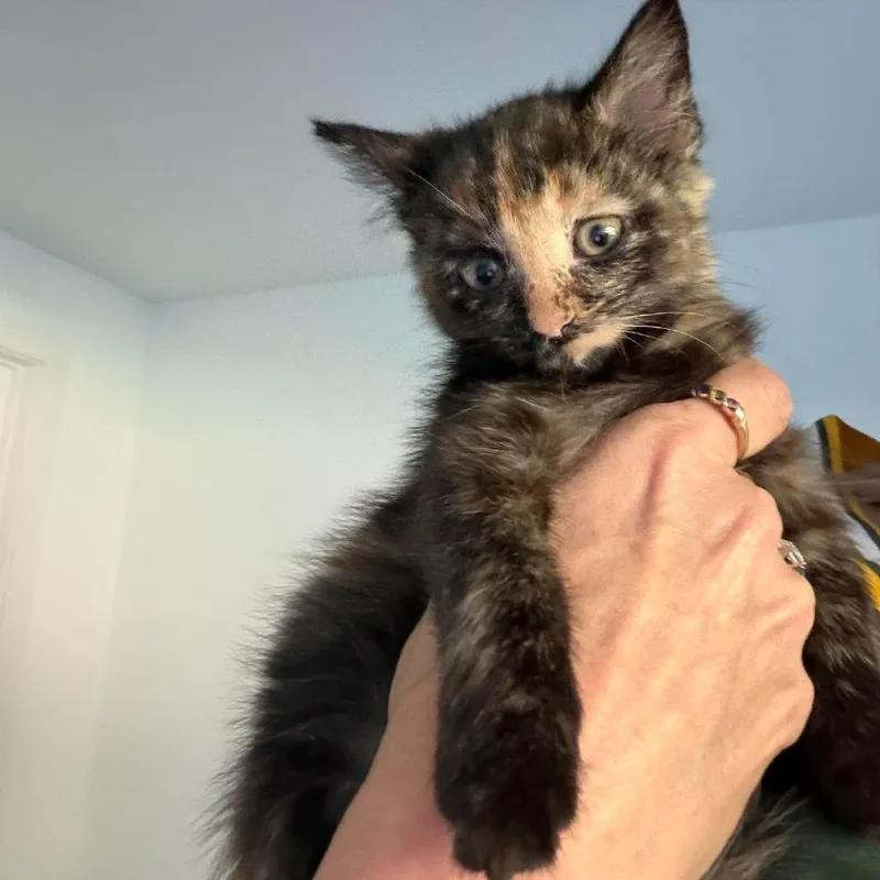 Pepper thumbnail 3