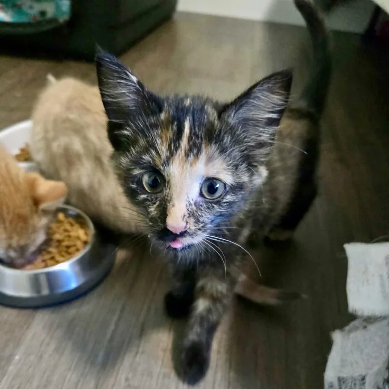 Pepper thumbnail 4