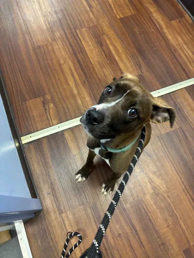 A baby medium-sized female Pit Bull Terrier dog named Lottie for adoption in Bloomington, IN