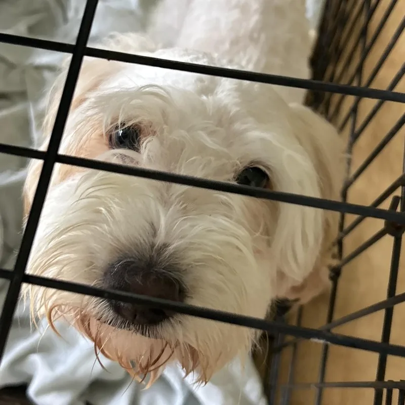 An adult small-sized male Yellow / Tan / Blond / Fawn Mixed Breed dog named Copperfield for adoption in Leander, TX