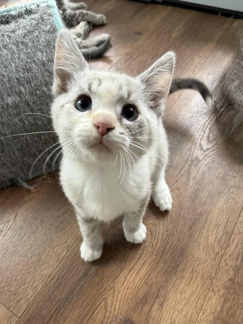 A baby medium-sized female Siamese cat named Birdie DM for adoption in Napa, CA