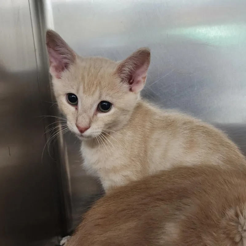 A baby small-sized male Orange / Red Domestic Short Hair cat named Utz for adoption in Bedford, NH