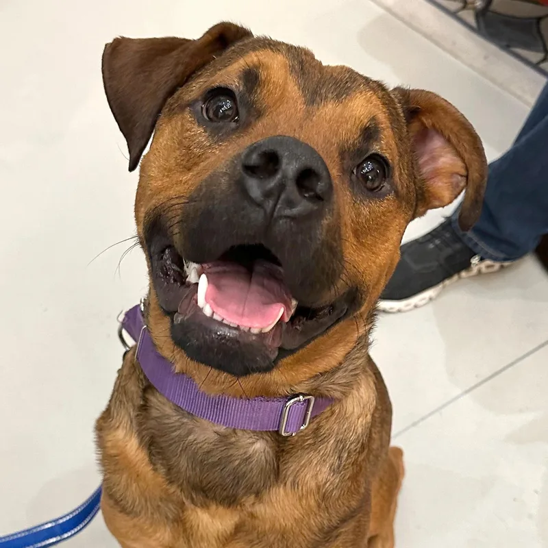 A young medium-sized male Brown / Chocolate Boxer dog named Cartier for adoption in Brooklyn, NY