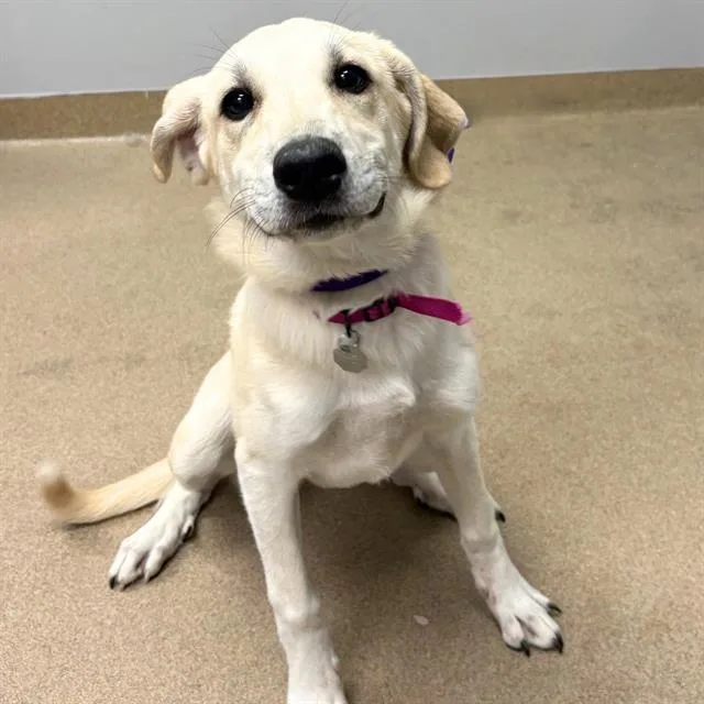 A baby small-sized female Labrador Retriever dog named Clementine for adoption in Aurora, CO