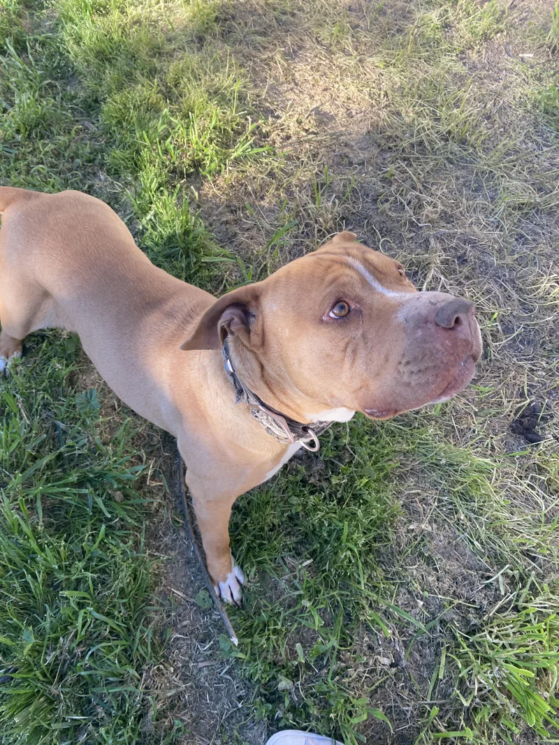 Mister Squish thumbnail 4