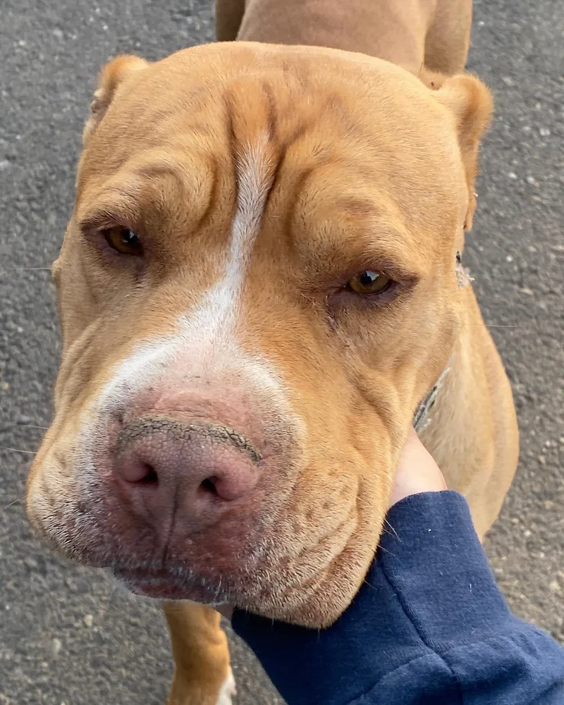 Mister Squish thumbnail 5