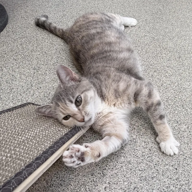 An adult medium-sized female Domestic Short Hair cat named Nala for adoption in Charlestown, RI