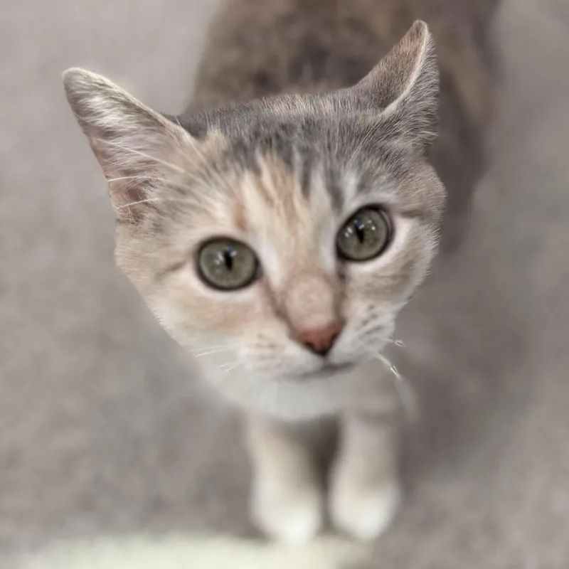 Nala thumbnail 2