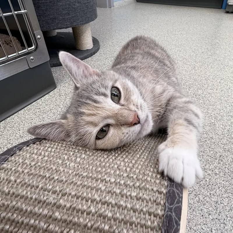 Nala thumbnail 3