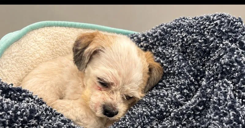 An adult small-sized male Shih Tzu dog named Ted for adoption in Canton , GA