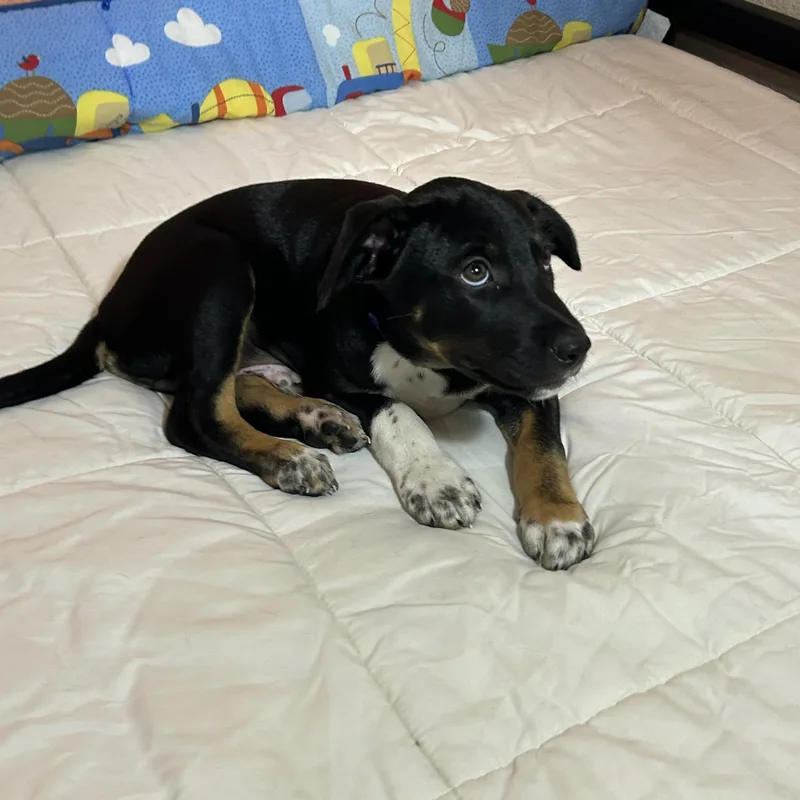 A baby medium-sized male Tricolor (Brown, Black, & White) Doberman Pinscher dog named Snyder for adoption in Texarkana, TX