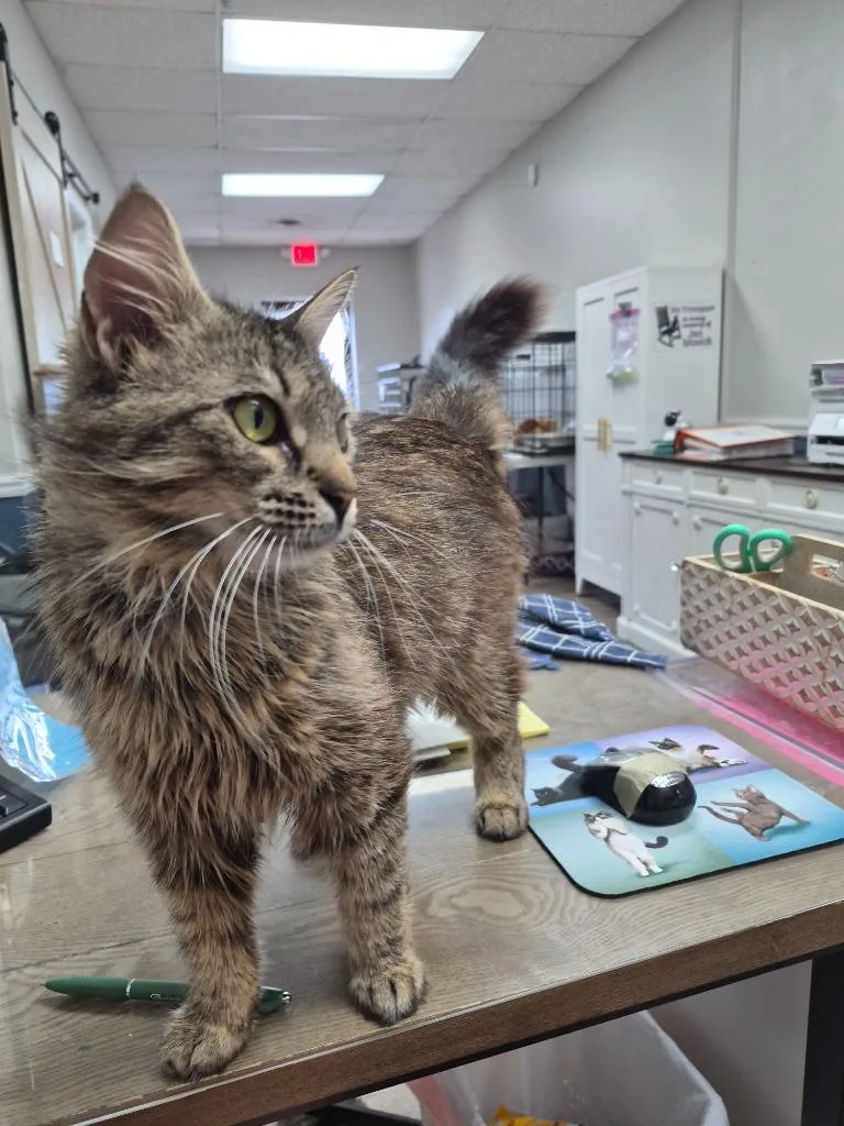 A young medium-sized female Domestic Short Hair cat named Mitzi for adoption in Rome, GA