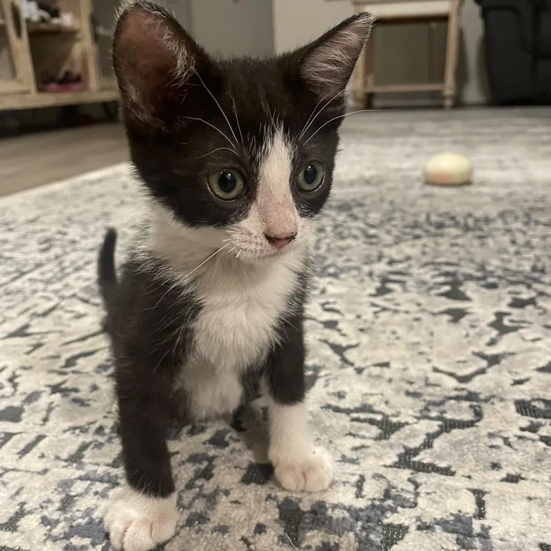 A baby small-sized female Black Domestic Short Hair cat named Lucy for adoption in Sarasota, FL