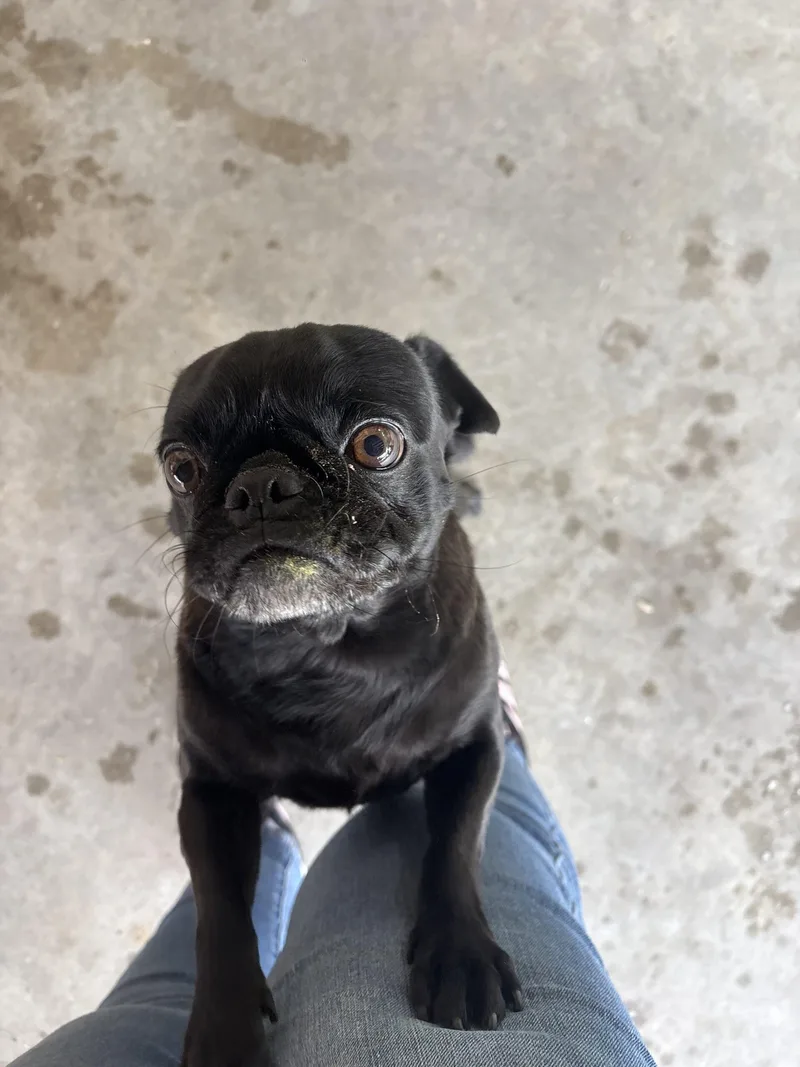 An adult small-sized female Black Pug dog named Gigi for adoption in Seattle, WA