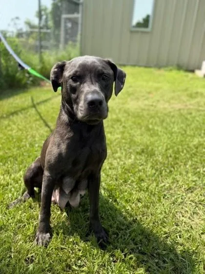 An adult medium-sized female Labrador Retriever dog named Justice for adoption in Port Allen, LA