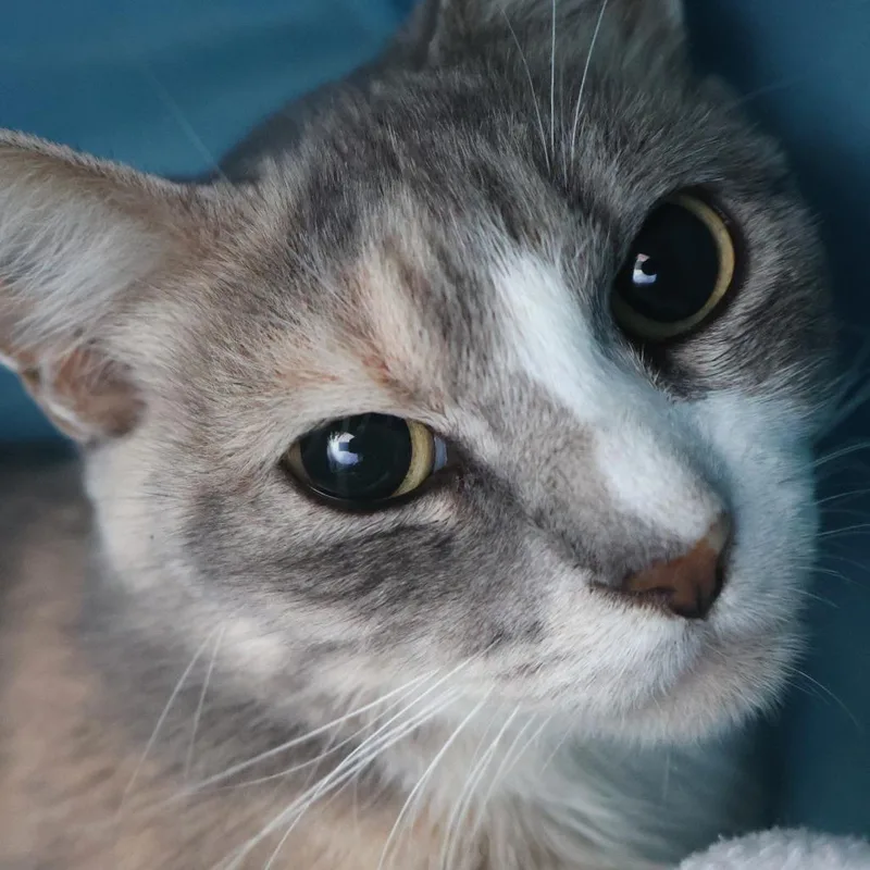 An adult medium-sized female Torbie Domestic Short Hair cat named Mrs. Bennet for adoption in Saint Charles, MO