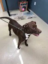An adult medium-sized male Labrador Retriever dog named Earl Bo for adoption in Sullivan, IN